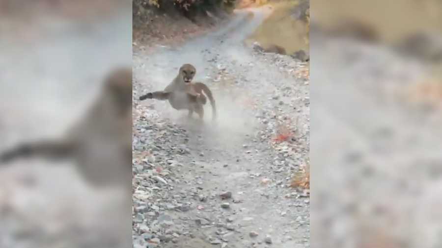 A viral video shows a man stalked down a mountain by a cougar as it aggressively lunges at him for six minutes
