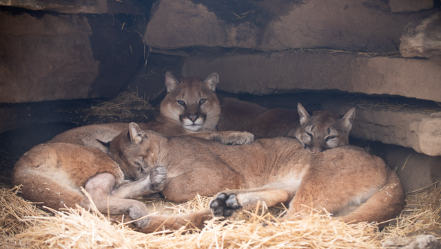 Cougar trapped in California wildfire that had partial amputation of toe tips reunited with sisters - Vimarsana News