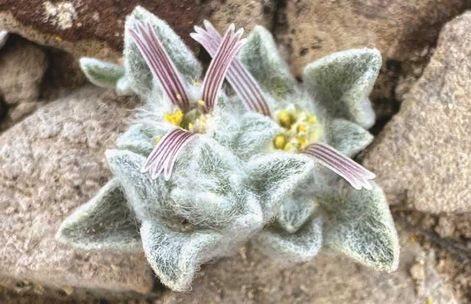 Fuzzy plant species discovered in Texas' Big Bend National Park - WLWT