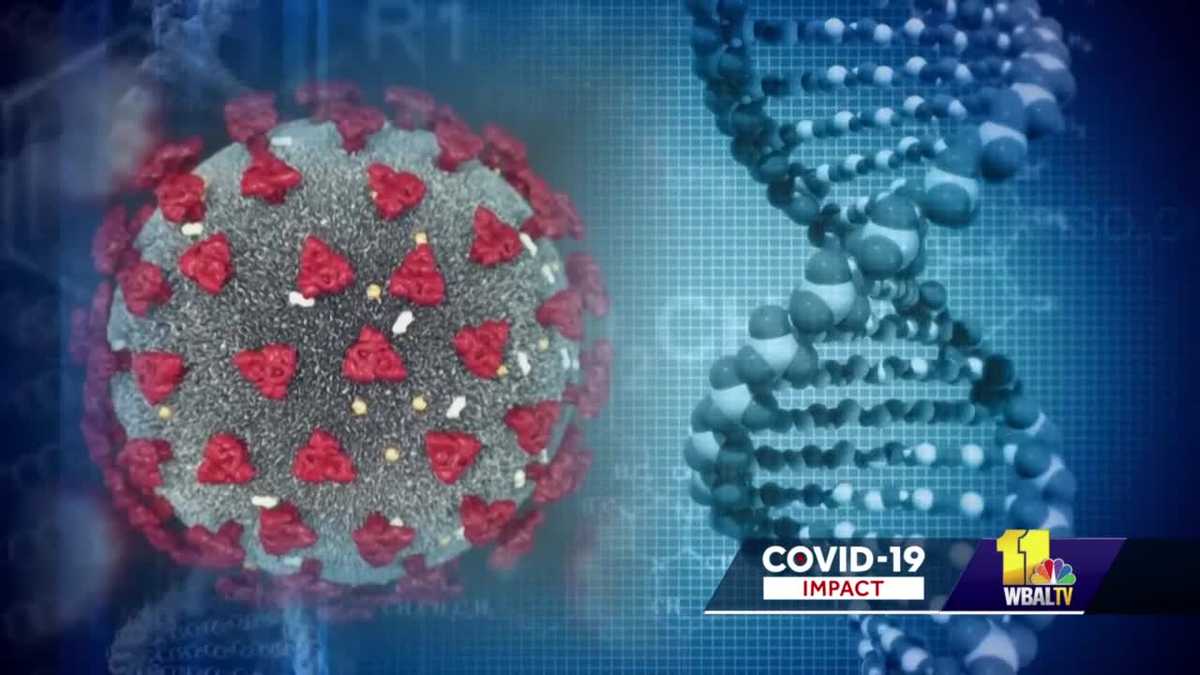 Get the Facts on COVID19 Current strains symptoms vaccine timeline WBAL TV Baltimore Get the Facts on COVID19 Current strains symptoms vaccine timeline WBAL TV Baltimore