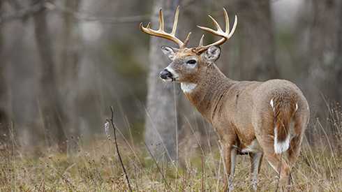 17 Indiana state parks closing for 4 days of deer hunts