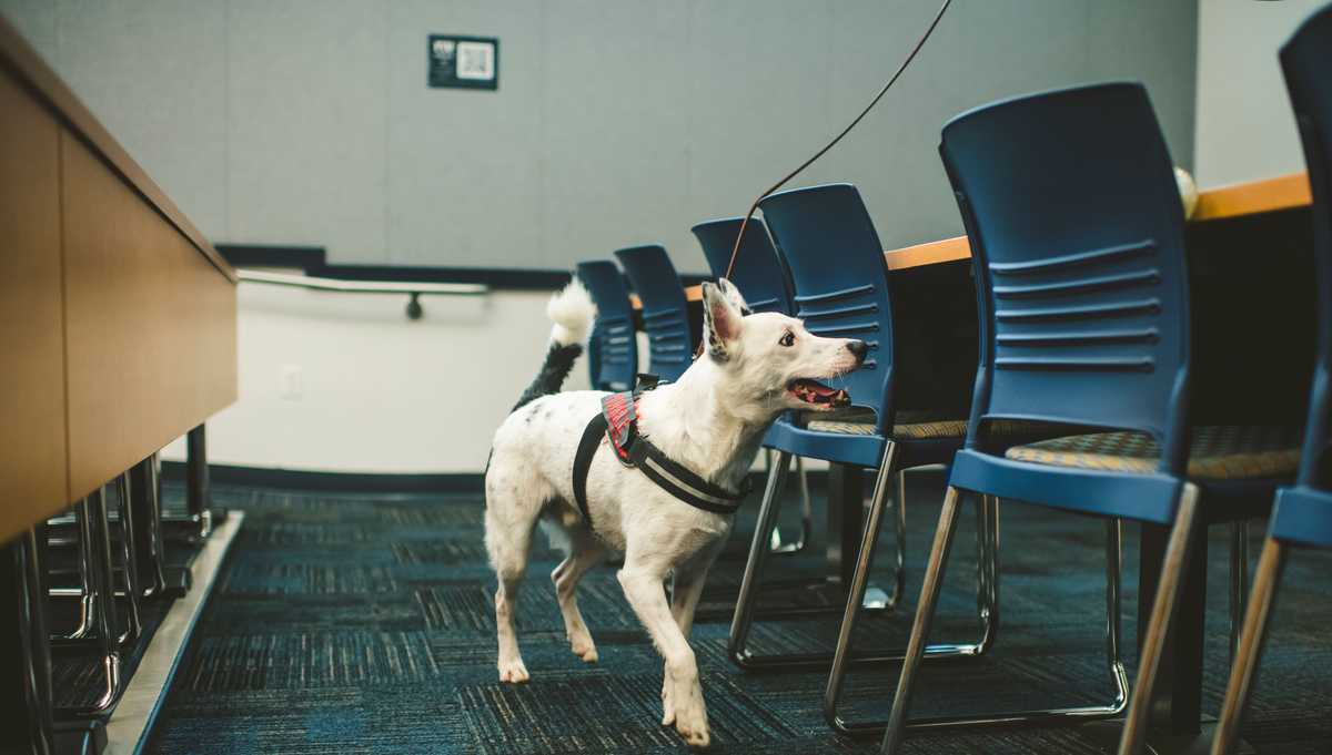 covid sniffing dog