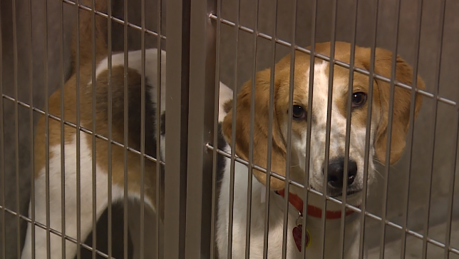 How to help animal shelters impacted by COVID-19 precautions