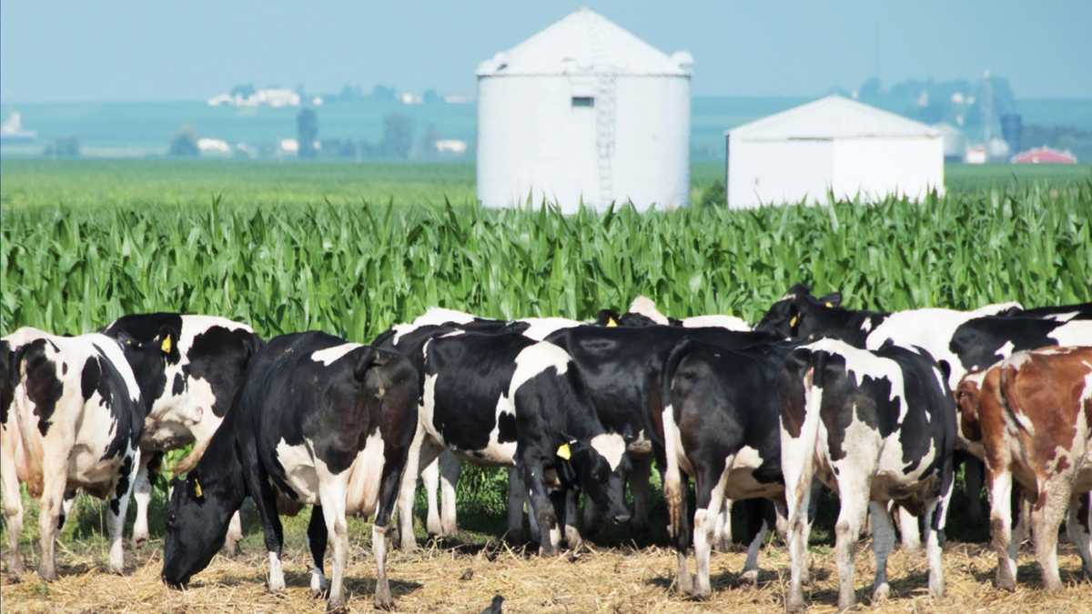 Nebraska restrictions on importing dairy cattle due to bird flu