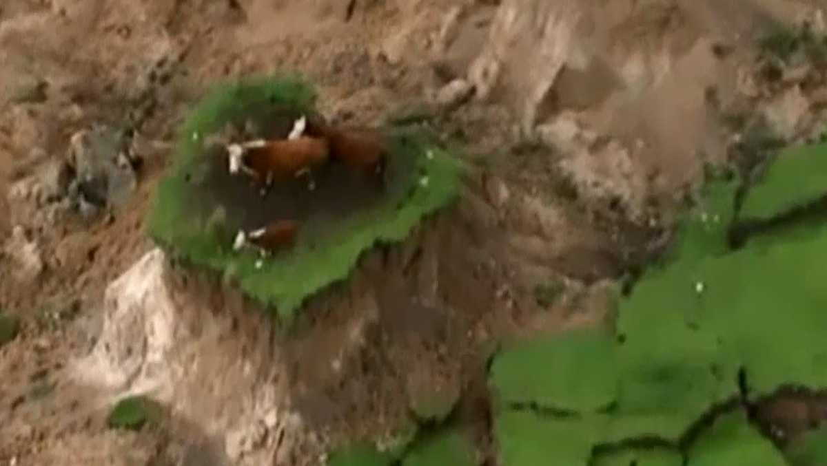 Nowhere to mooove 3 cows stranded by New Zealand earthquake