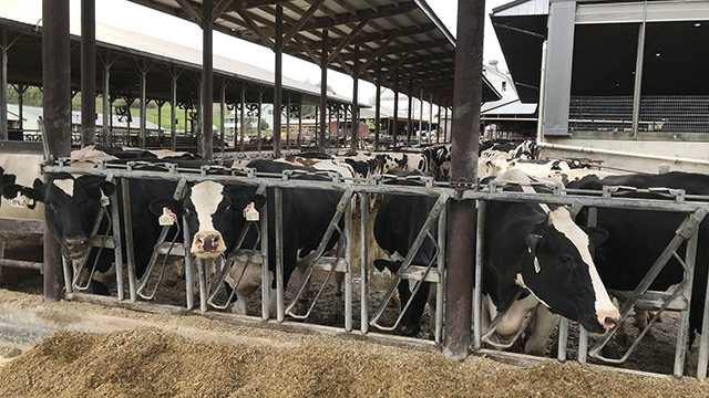 Dairy farmers see decrease in milk prices as coronavirus pandemic continues