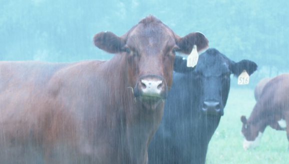 Northwest Arkansas rancher calls rain 'a blessing' - Vimarsana News