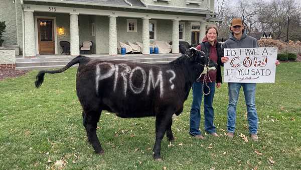 cow promposal