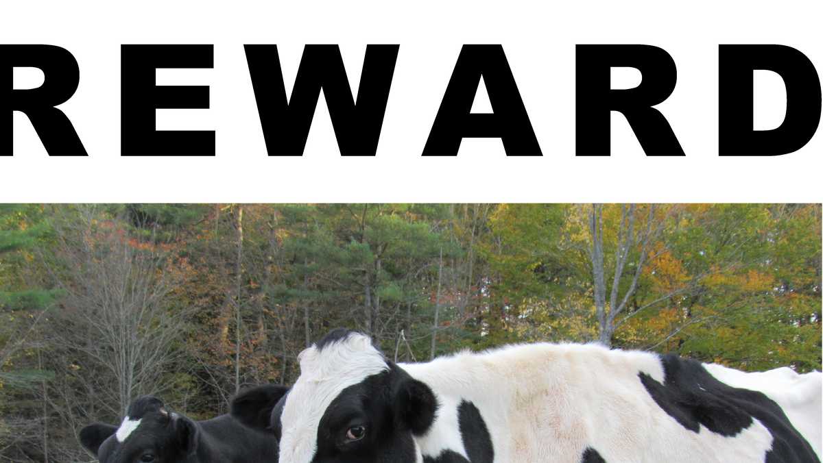 Owner of killed pet cows increases reward for information