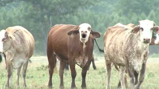 Mississippi cattle farmers warn of beef import fallout