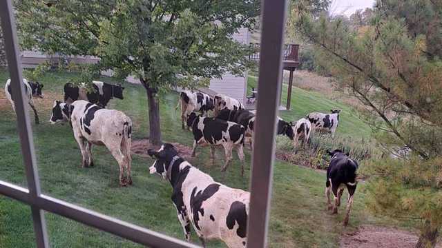 WATCH: Dozens of cows escape, turn up in a quiet neighborhood - Vimarsana News