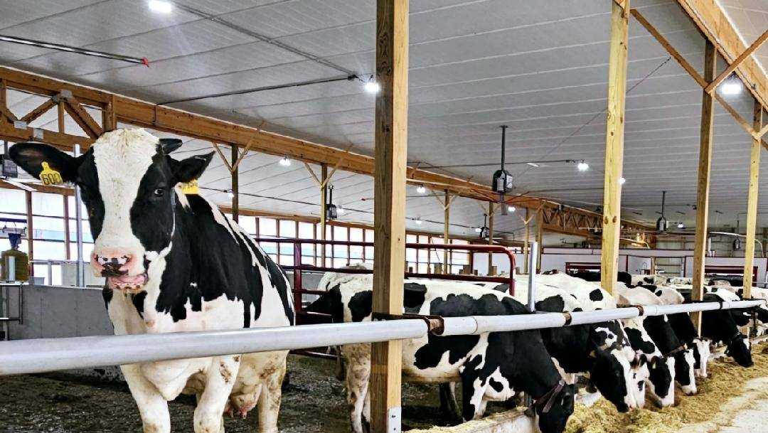 Brunton Dairy Rebuilds, welcomes cows at home after October 2023 fire