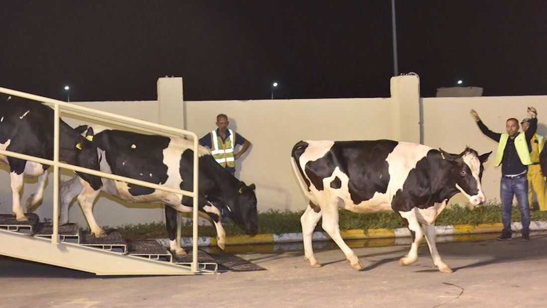 Cows flown 3,000 miles to ease milk shortage