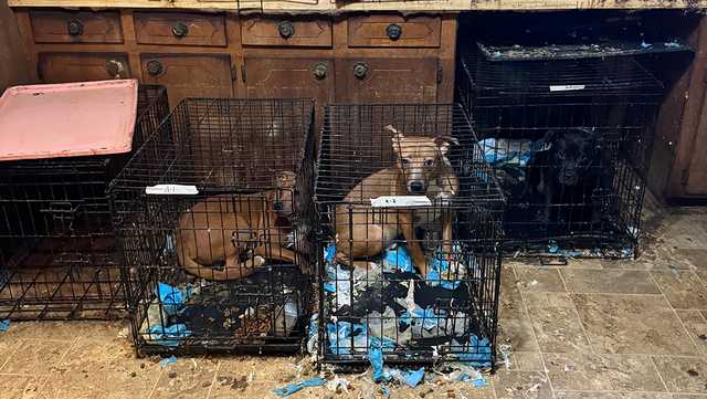 South Carolina: Woman charged with ill-treatment of animals - Vimarsana News