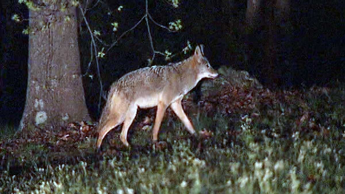 Coyote Sightings On The Rise In Cullman