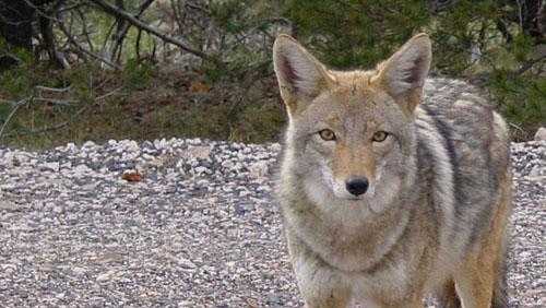 "Tybee you are despicable": City of Tybee plan to trap, kill coyotes draws anger - Vimarsana News