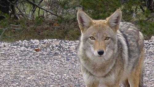 Town of Hilton Head discusses coyote management