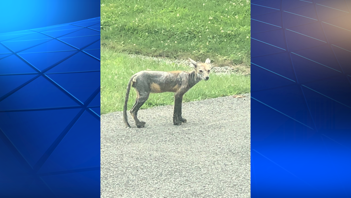 Coyote with mange spotted in South Hills