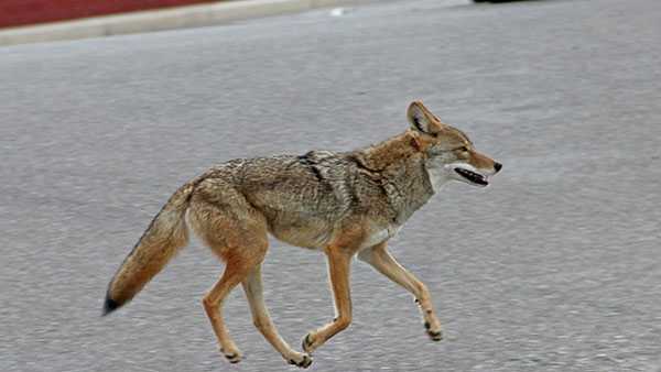 Indiana Wildlife Officials Be Prepared For More Coyote Sightings