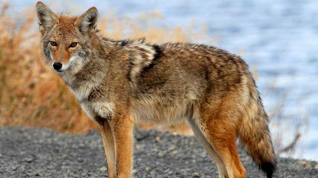 Coyote hunts in Pennsylvania debated - Vimarsana News