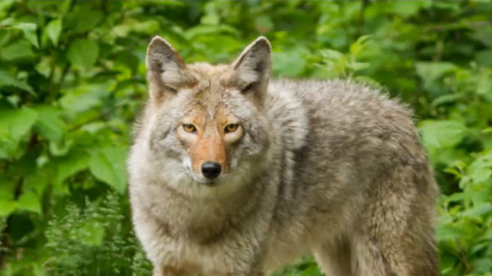 Coyote Sightings Reported In Derry Township