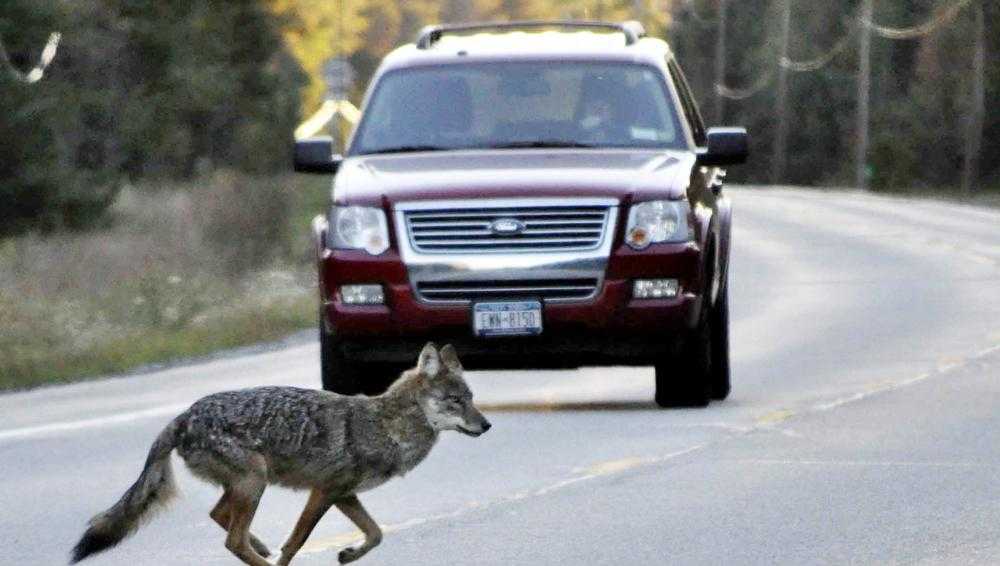 Cry wolf? Debate over presence of wolves in Northeast - Vimarsana News