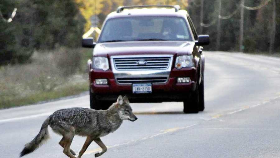A coyote runs across state Route 3 outside of Tupper Lake, N.Y., in the Adirondacks, Sept. 20, 2010. Advocates think wolves are hunting and howling in the Northeast woods, more than a century after they were shot, trapped and poisoned into eradication across the region. Complicating the question is the fact that wolves can not only appear similar to eastern coyotes, but that they typically share genetic material.