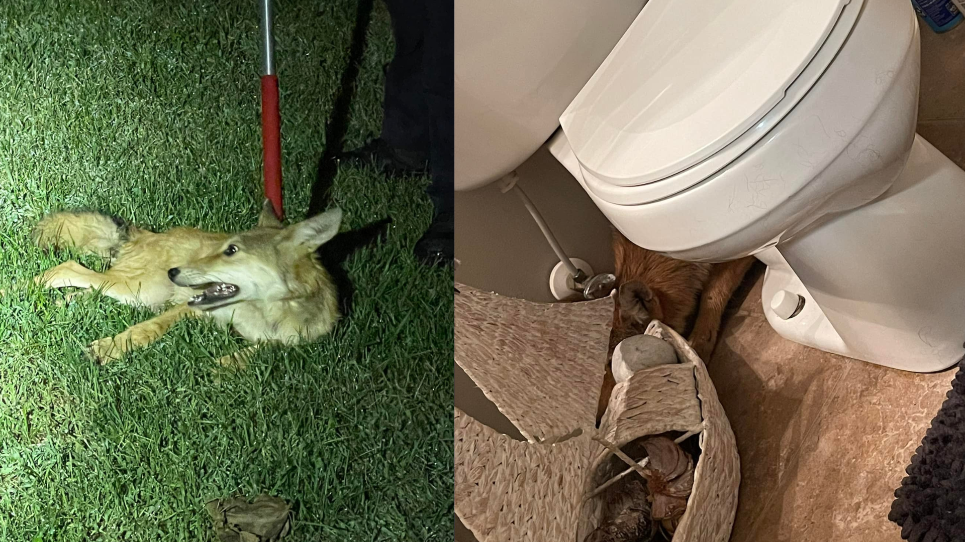 Family calls police after finding coyote hiding in their bathroom