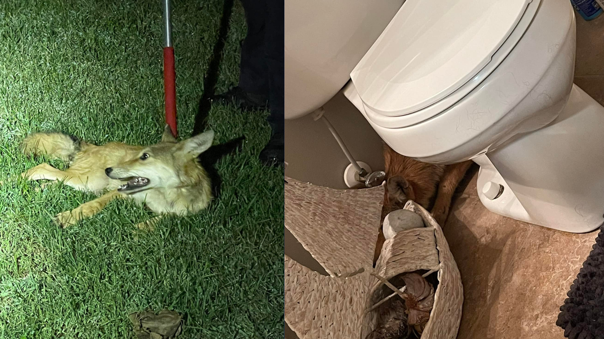 Ohio family calls police after finding coyote in their bathroom