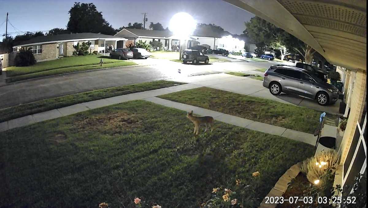 Louisiana coyotes kill cat on camera