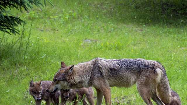 North Carolina coyote sightings on the rise as pup season begins - Vimarsana News