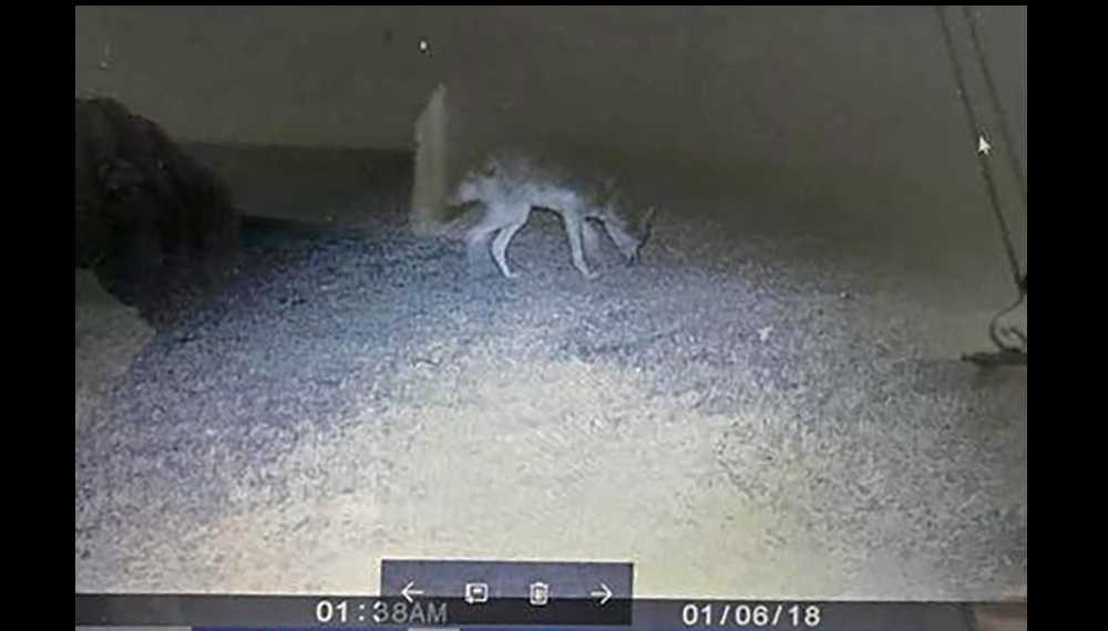 Greenville Neighbors Warn Of Increased Coyote Sightings, Attacks On Pets