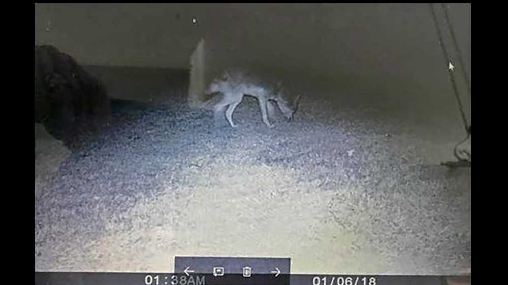 Greenville neighbors warn of increased coyote sightings, attacks on pets