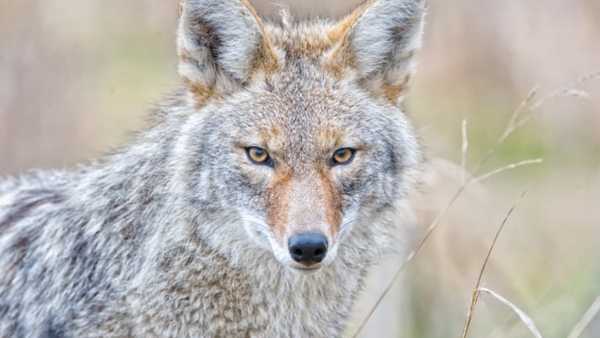 Noticing more coyotes in the Greater Cincinnati area? Here's why