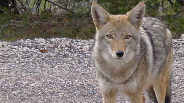What s Being Done About Coyotes In Suburban Cincinnati 