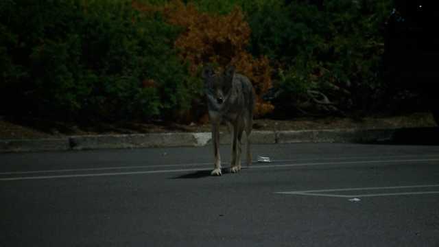 Coyote bites woman in parking lot of Swampscott restaurant - Vimarsana News
