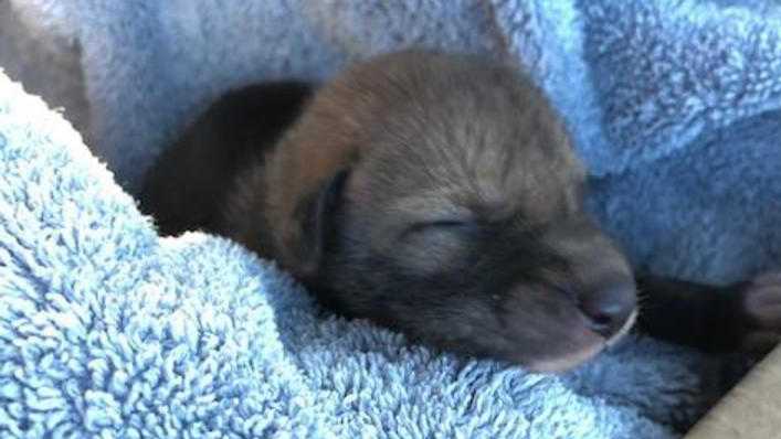 A baby coyote pup found in San Diego County. Photo: San Diego Humane Society