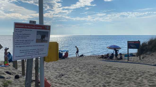 Child bitten by coyote at North Herring Cove Beach on Cape Cod