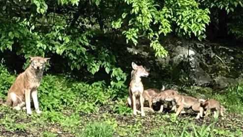 Mangy Coyote Pups Rescued From Rosehill Cemetery And Being Treated Thanks  To Neighbors' Calls For Help