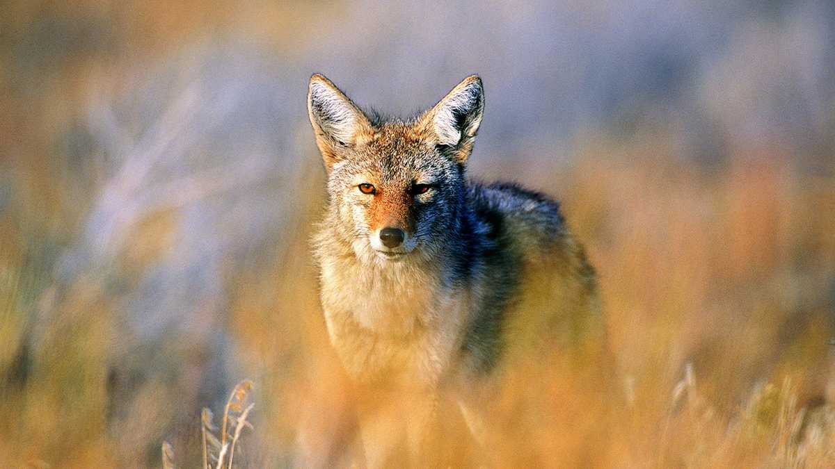 Officials Warn of Increased Coyote Sightings Across Kentucky, Massachusetts, British Columbia