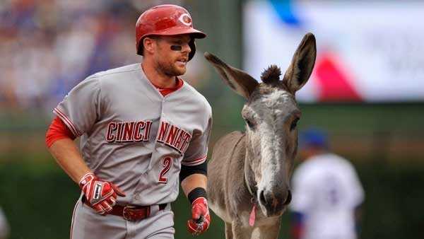 Cincinnati Reds' Joey Votto: 'The donkey has already been spoken for