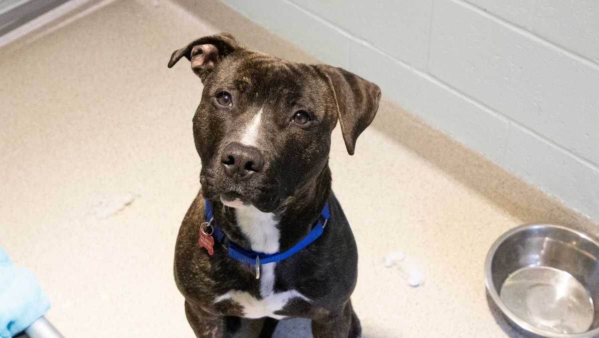 Abandoned pup found along busy Dedham road available for adoption