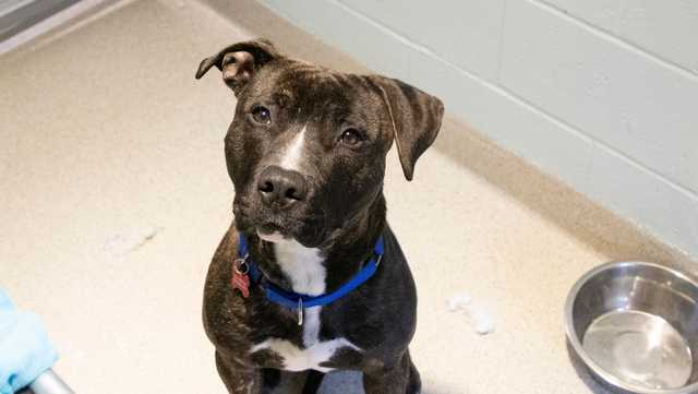 Abandoned pup found along busy Dedham road available for adoption - Vimarsana News