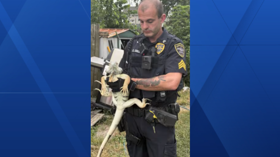 Is “Iggy Smalls” yours? Cedar Rapids police looking for owner of large iguana