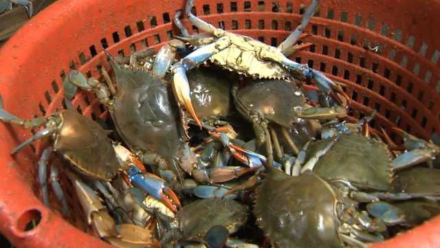 New report provides good news for Chesapeake Bay crab population - Vimarsana News