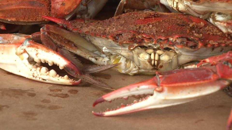 Survey indicates good outlook for Maryland blue crab season