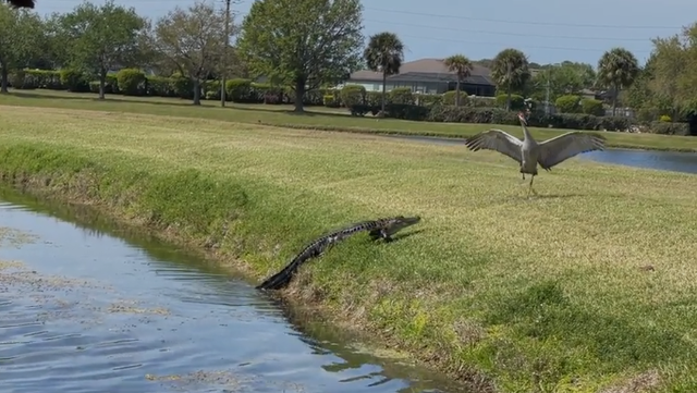 VIDEO: Sandhill crane intimidates Florida alligator - Vimarsana News