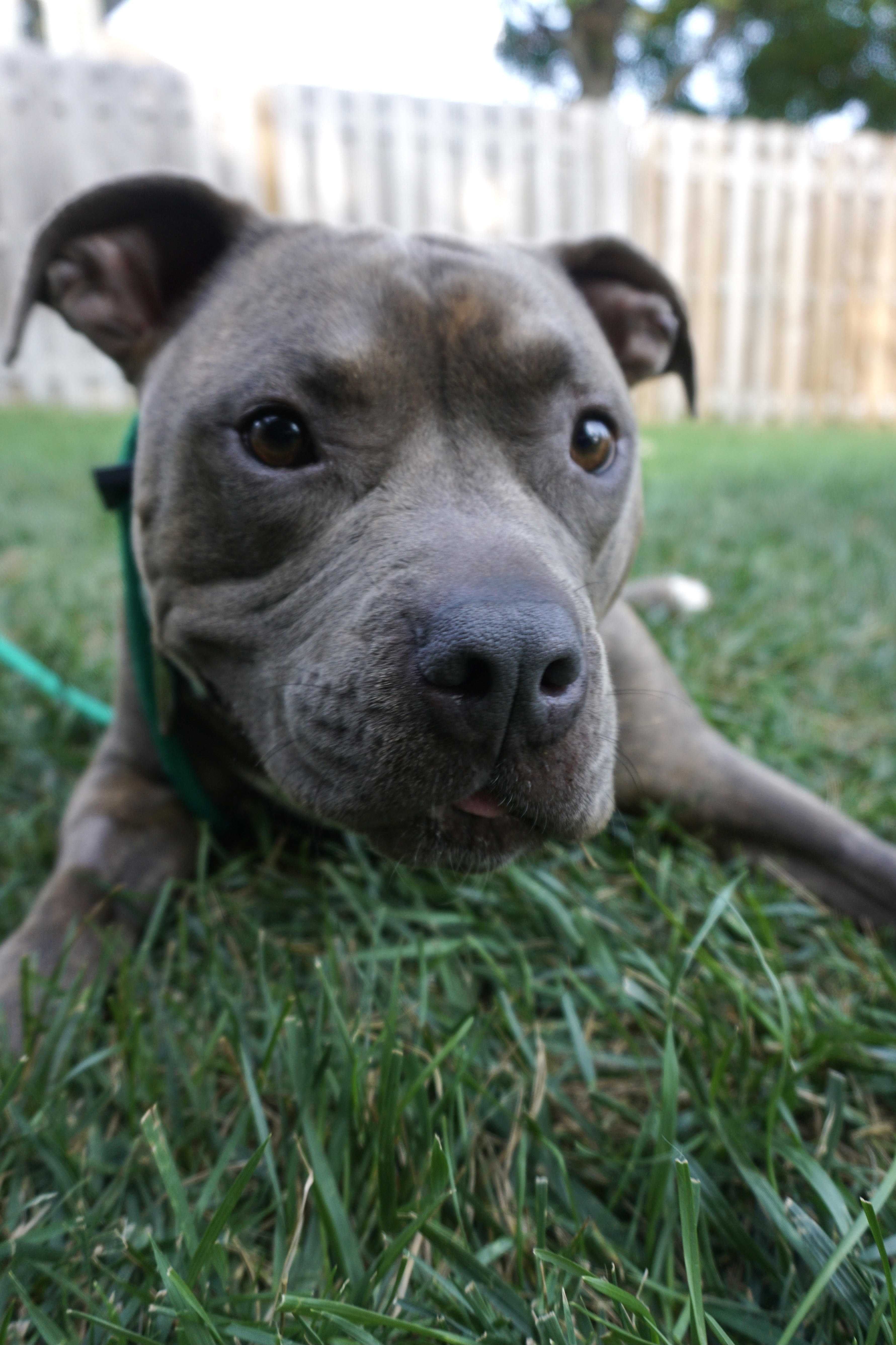 Meet Creed, a 5-year-old, 80-pound pit bull terrier mix looking 
