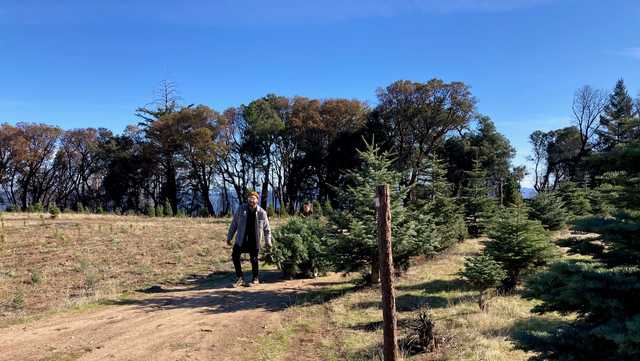 California Christmas tree farm welcomes back families - Vimarsana News