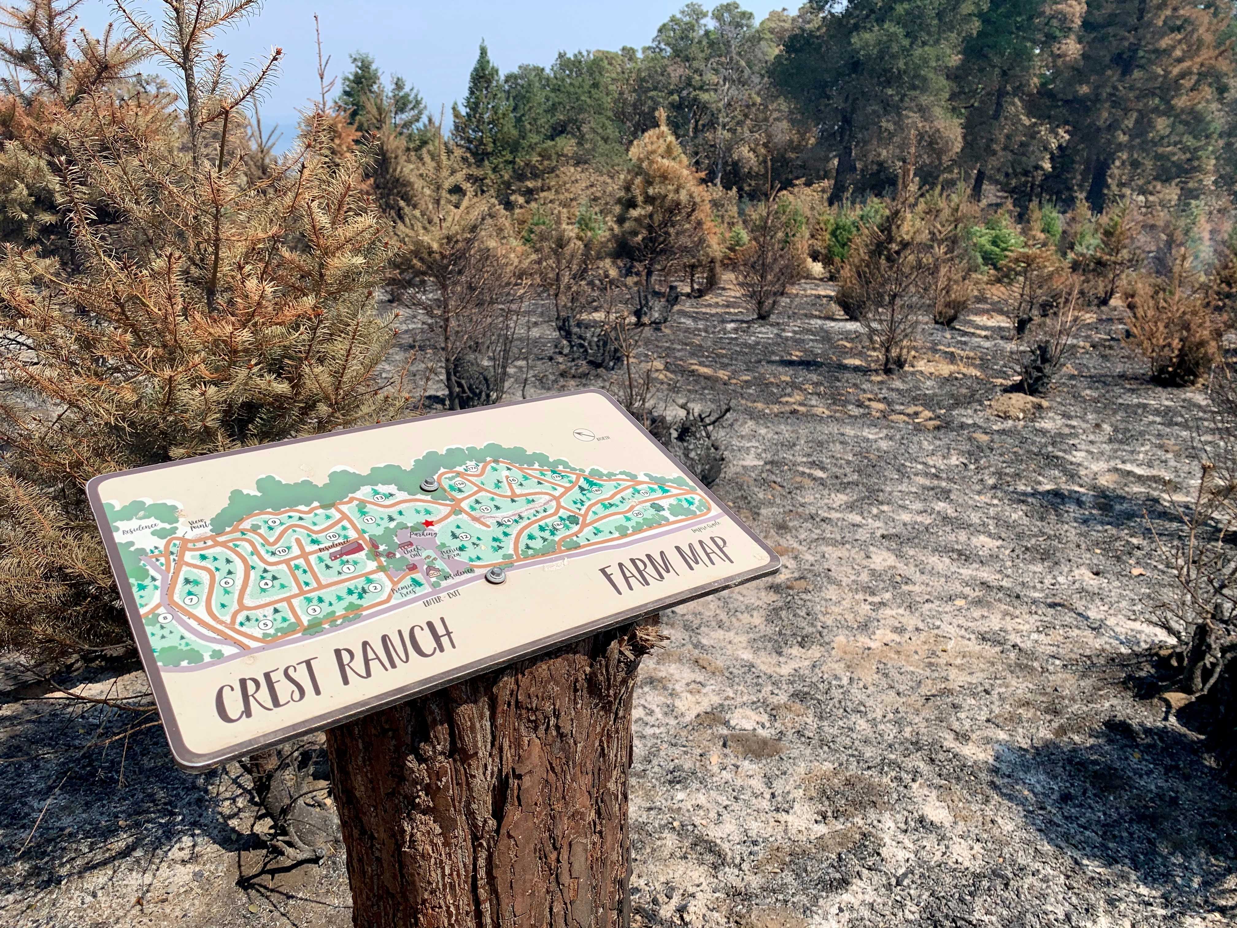 40 acres at Crest Ranch Christmas Tree Farm burns in CZU Lightning